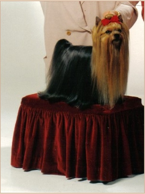 M'NISHI OF MILLMOOR — Labaza DogPedigree YorkshireTerrier